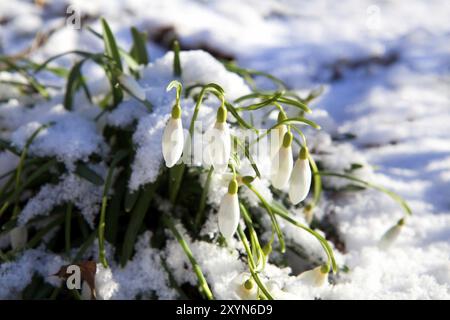 Snowdrop fleurit sur la neige pendant la journée ensoleillée de printemps Banque D'Images