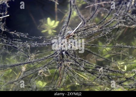 Rogue de crapaud Banque D'Images