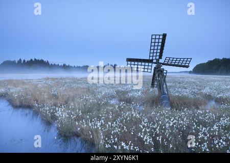 Vieux moulin à vent sur marais avec coton-herbe, Drenthe, pays-Bas Banque D'Images