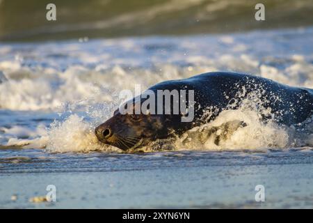 Phoque gris (Halichoerus grypus) sur Heligoland, Allemagne, surf, Europe Banque D'Images