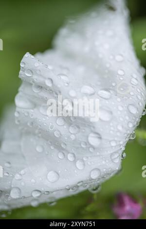 Fleur de pavot Matilija sous la pluie Banque D'Images