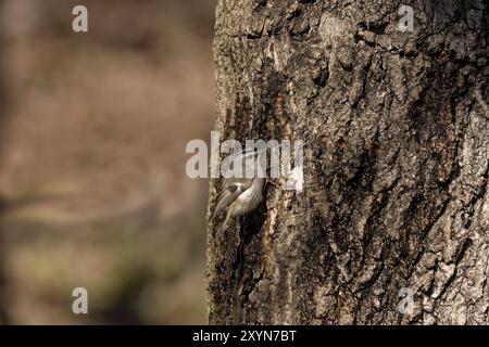 Kinglet couronné d'or. Au printemps, les pic font des trous dans un arbre à partir duquel la sève douce coule. D'autres oiseaux volent aussi vers ces endroits, buvant thi Banque D'Images