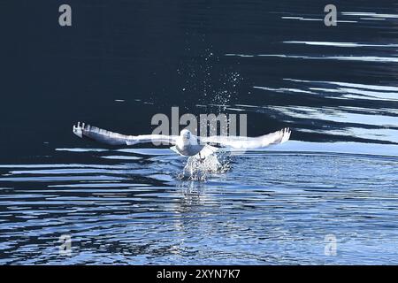 Les mouettes déferle dans le fjord de Norvège. Des gouttes d'eau éclaboutent dans le mouvement dynamique de l'oiseau de mer. Photo d'animal de Scandinavie Banque D'Images