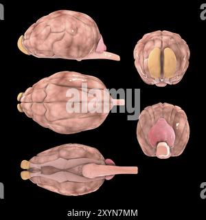 Cerveau de chien, angles multiples Banque D'Images