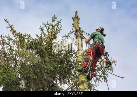 Arboriste grimpe à tree top avec corde jusqu'au ciel Banque D'Images