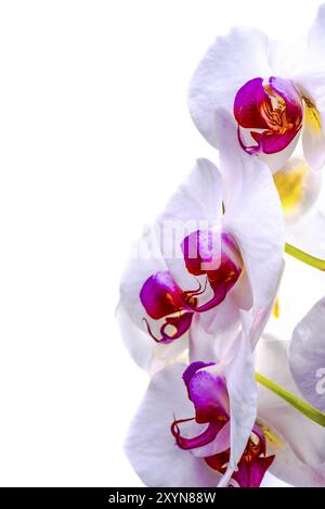 Vue rapprochée des fleurs d'une orchidée sur un fond blanc isolé Banque D'Images