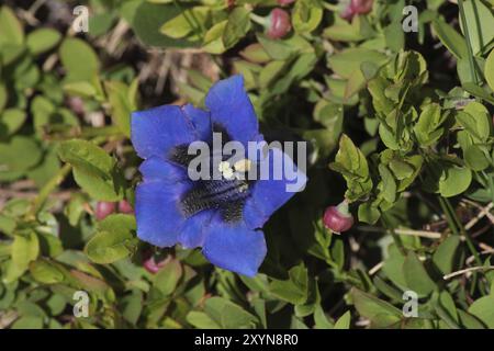 Belle gentiane bleue poussant dans les Alpes suisses Banque D'Images