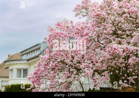 Arbre magnolia fleuri sur le fond de bâtiment blanc. Banque D'Images