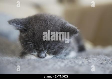 Mignon petit chaton British shorthair dormir sur le fauteuil Banque D'Images