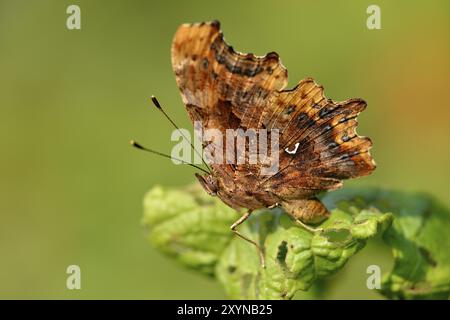 Gros plan d'un papillon C. Macro à partir d'un papillon virgule. Polygonia c-album Banque D'Images