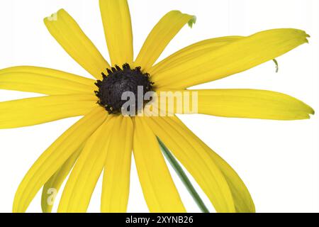 Cailloir jaune (Rudbeckia), facultatif Banque D'Images