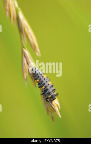 Larve d'une coccinelle à sept taches (Coccinella septempunctata), larve d'une coccinelle à sept taches (Coccinella septempunctata) Banque D'Images