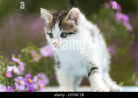 Chaton Motley debout sur un fond de fleurs Banque D'Images