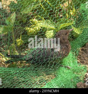 Jeune Blackbird capturé dans un filet vert dans un champ de fraises Banque D'Images