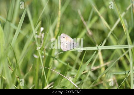 Petite bruyère (Coenonympha pamphilus), papillon, herbe, la petite bruyère se trouve sur un brin d'herbe dans le pré Banque D'Images