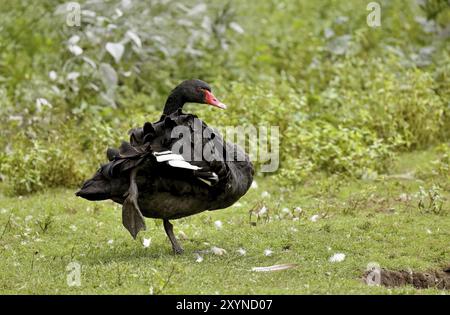 Le cygne noir (Cygnus atratus). Espèce de cygne d'Australie Banque D'Images