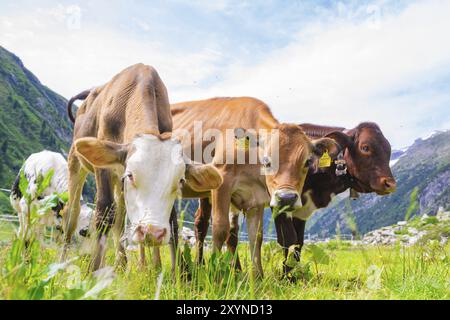 Plusieurs vaches sur un pâturage vert au milieu des montagnes sous un ciel bleu, Klein Tibet, Zillertal, Autriche, Europe Banque D'Images