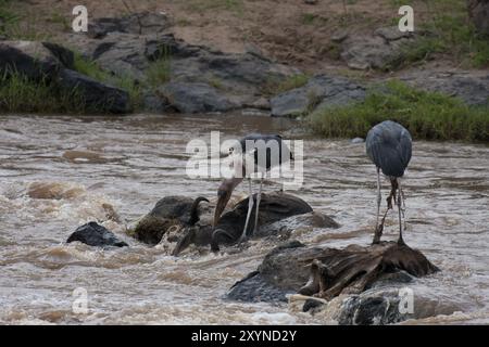 Les Marabou mangent des gnous morts dans la rivière Mara Banque D'Images