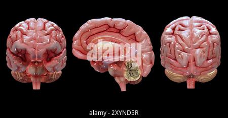 Rendu 3D du cerveau humain Banque D'Images