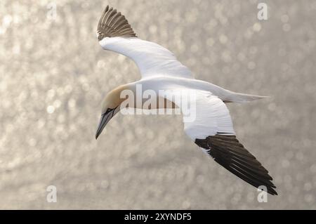 Un gannet en vol plané au large de la côte d'Heligoland Banque D'Images