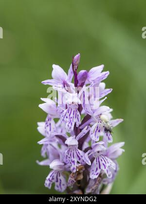 Une araignée crabe en forme de verge d'or est assise sur une orchidée tachetée commune et tient sur sa proie Banque D'Images