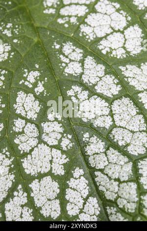 Feuille, argenté bugloss sibérien (Brunnera macrophylla) Banque D'Images