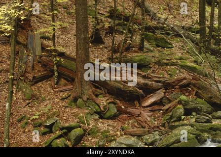 IM bayerischen Wald. Dans la forêt bavaroise Banque D'Images