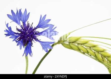 Bleuet en fleurs (Centaurea cyanus), isolé Banque D'Images