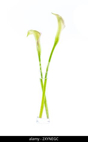 Deux tiges de lis de calla (Zantedeschia aethiopica) fleurissent dans un vase isolé sur blanc Banque D'Images