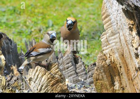 Couple Hawfinch à la recherche de nourriture. Hawfinch assis sur un tronc Banque D'Images