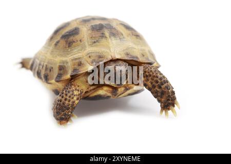 Fédération de tortue, la tortue d'Horsfield ou Agrionemys horsfieldii tortue d'Asie centrale sur fond blanc Banque D'Images