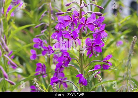 Saule à feuilles étroites, Epilobium angustifolium, saule de rosebay ou Epilobium angustifolium, fleur sauvage pourpre Banque D'Images