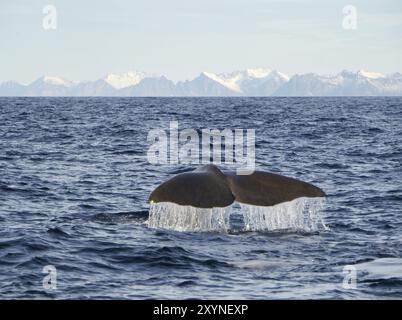 Baleine au large d'Andenes Banque D'Images