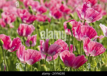 Pavot à opium (Papaver somniferum), culture en Allemagne, champs de pavot à opium Banque D'Images