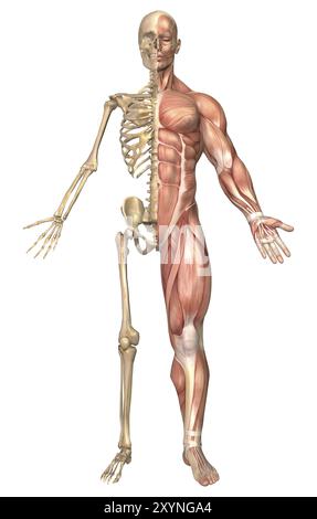 Illustration médicale du squelette humain et du système musculaire, vue de face Banque D'Images