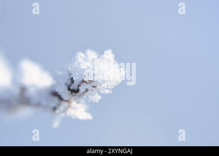 Des cristaux de glace se forment sur les branches et gèlent dans toutes les directions. Des formes richement texturées et bizarres ont été créées. Photo d'hiver de la nature Banque D'Images