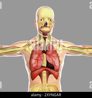 Système respiratoire humain Banque D'Images