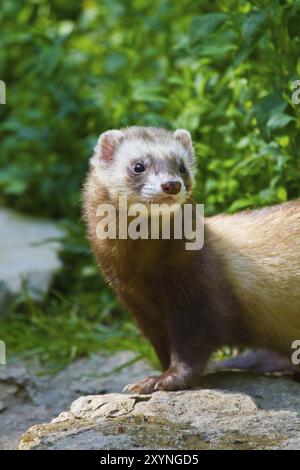 D'amérique (Mustela putorius furo) Banque D'Images