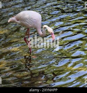 FUENGIROLA, ANDALOUSIE/ESPAGNE, 4 JUILLET : Grand Flamingos (Phoenicopterus roseus) au Bioparc Fuengirola Costa del sol Espagne le 4 juillet 2017 Banque D'Images