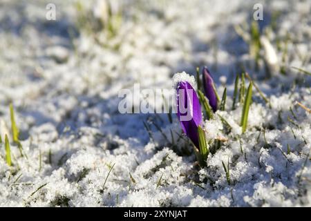 Fleur de crocus pourpre dans la neige au début du printemps Banque D'Images