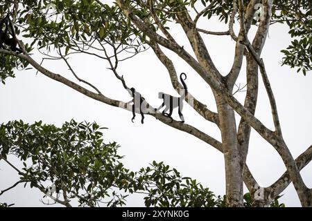 Le singe araignée de Geoffroy (Ateles geoffroyi), deux singes dans un arbre, Sirena, parc national du Corcovado, Osa, province de Puntarena, Costa Rica, Central Amer Banque D'Images