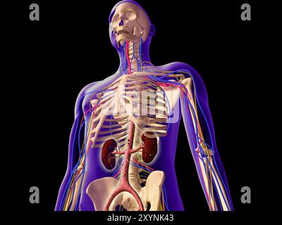 Vue transparente du corps humain montrant le rein et le système squelettique Banque D'Images