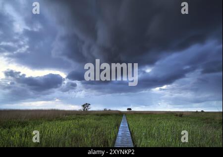 Chemin en bois sur marécage jusqu'à la tour d'observation, Nieuwe Statenzijl, pays-Bas Banque D'Images