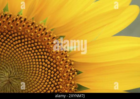 Tournesol sur le fond multicolore. En été Banque D'Images