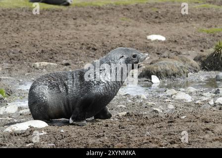 Un jeune Géorgie du Sud (Arctocephalus gazella), Right Whale Bay, la Géorgie du Sud Banque D'Images