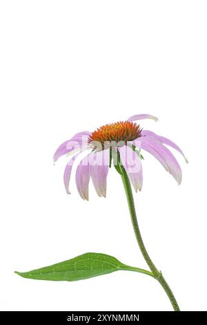 Coneflower (Echinacea) sur fond blanc Banque D'Images