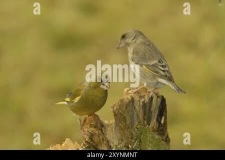 Paire Greenfinch dans un tronc d'arbre Banque D'Images