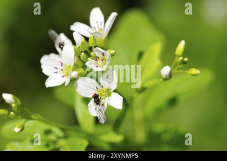 Cresson d'eau (Nasturtium officinale), également connu sous le nom de cresson, cresson d'eau dans le rétro-éclairage Banque D'Images