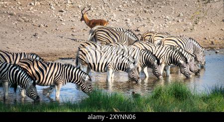 Photo panoramique d'une rangée de zèbres de montagne buvant dans un point d'eau, safari de la faune et chasse au gibier en Namibie, Afrique Banque D'Images