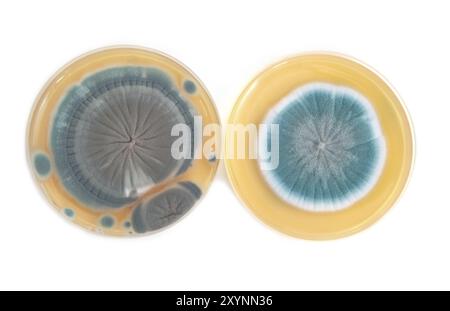 Champignons Penicillium sur plaque de gélose in laboratory Banque D'Images